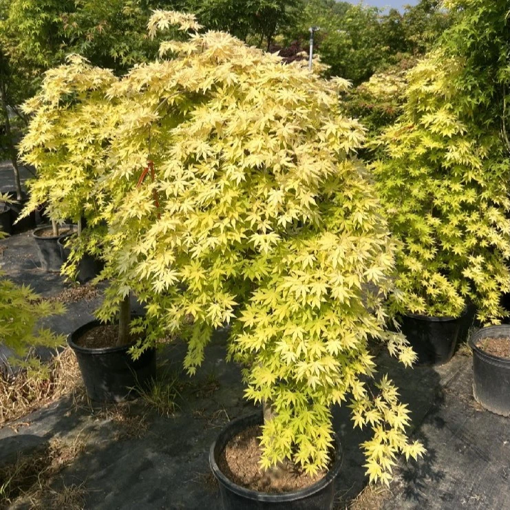 黄金流泉枫树 一物一拍垂枝枫叶黄金枫花园种植小苗窗台阳台室内