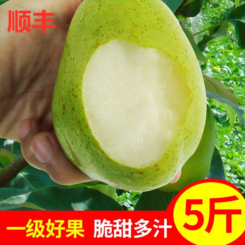 甘肃早酥梨薄皮多汁香梨子新鲜水果当季整箱青皮梨10斤大果包邮