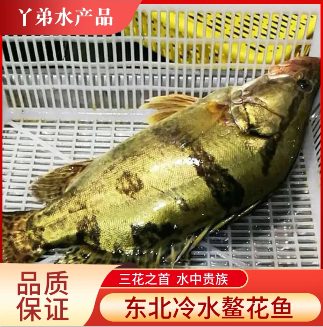 东北冷水鳌花鱼 （两条装）4-4.5斤包邮