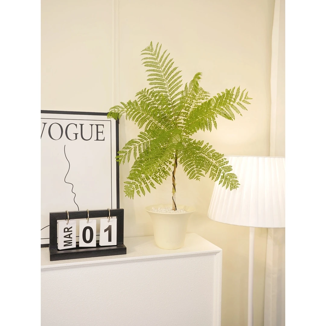 【森森精选】蓝花楹 雅致高级精品家居盆栽绿植