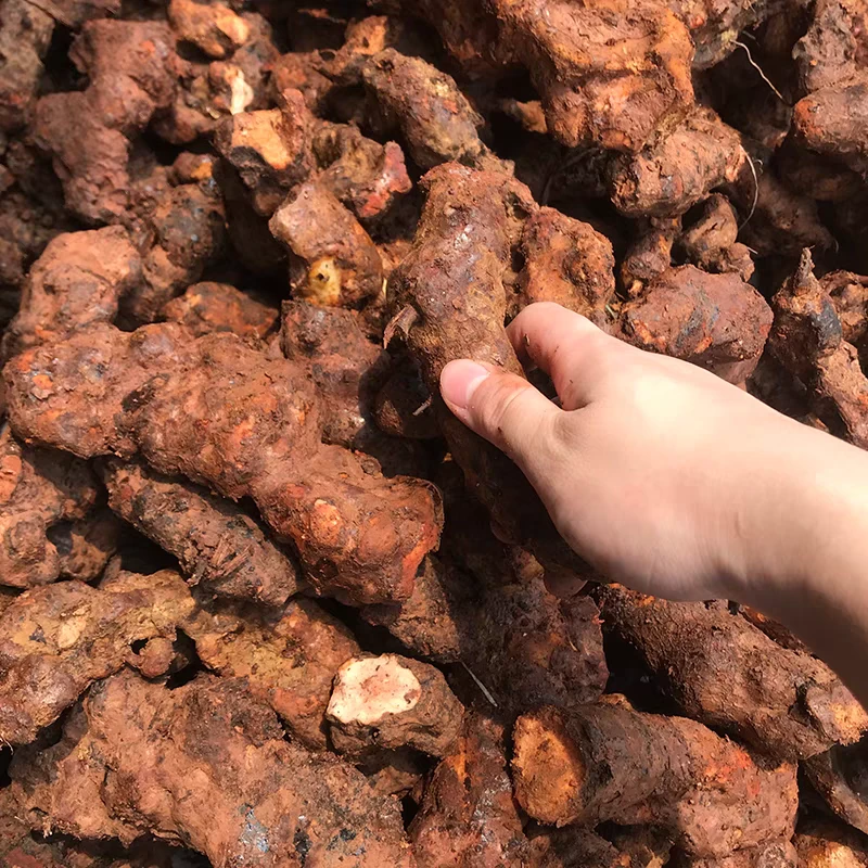 新鲜生挖精选土茯苓500g