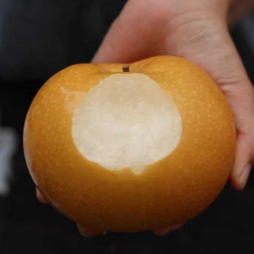 秋月梨6-8个装