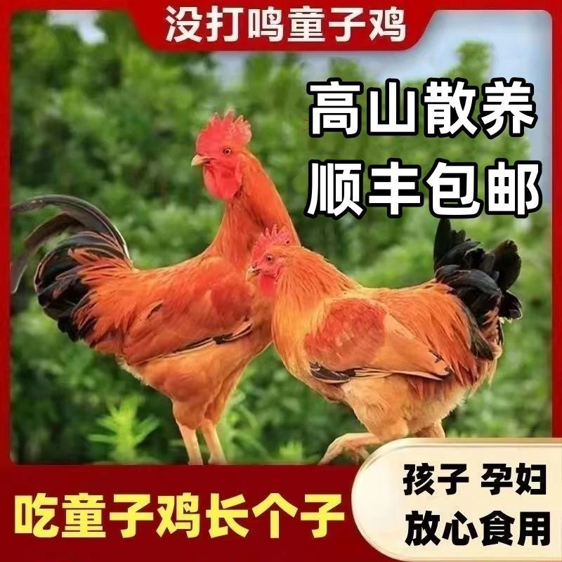 河田出啼小公鸡小孩转骨用小公鸡吃稻谷土鸡青菜现杀生鲜