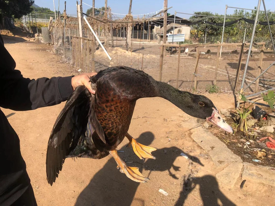 土鸭黑半番农家喂稻谷喂青菜的家鸭现抓现宰生鲜发货农家散养