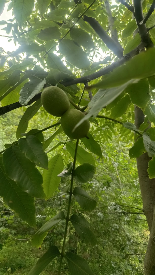 云南楚雄大姚三台核桃