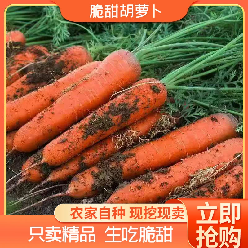 现挖脆甜胡萝卜沙土地水果红萝卜现挖现发农家自种