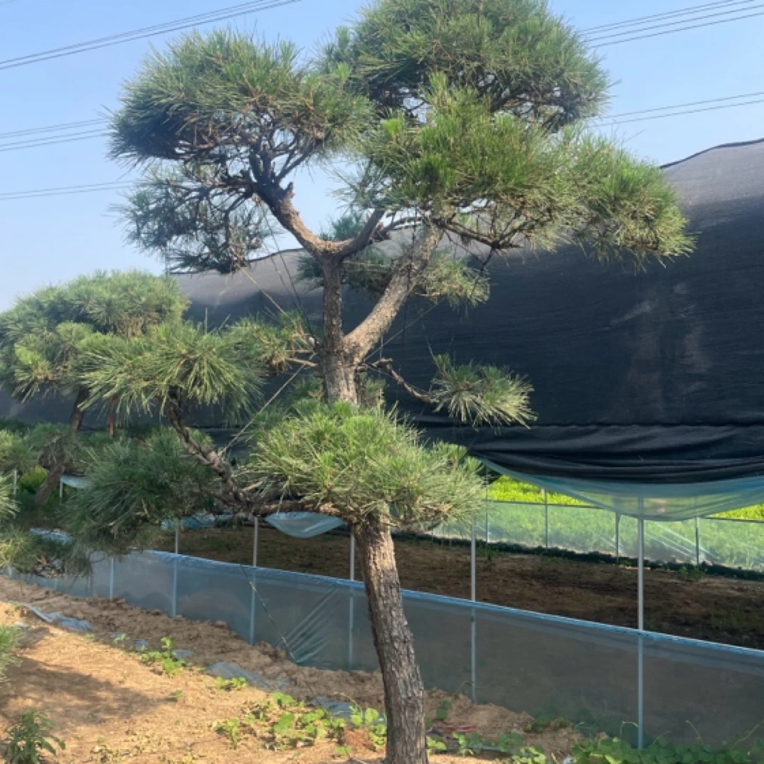 造型黑松基地欢迎您！