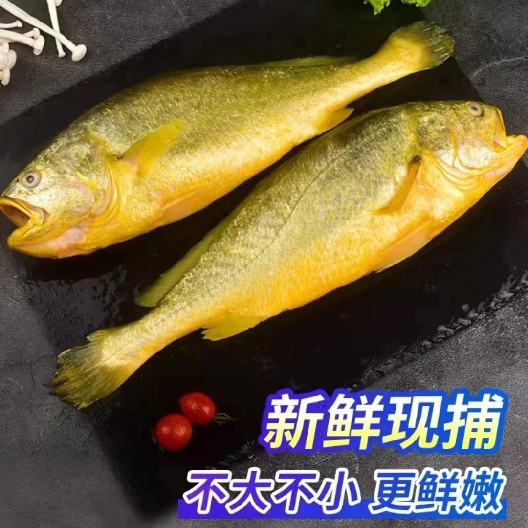 E黄花鱼 码头直发4~5两/条 8条+2条 到手10条