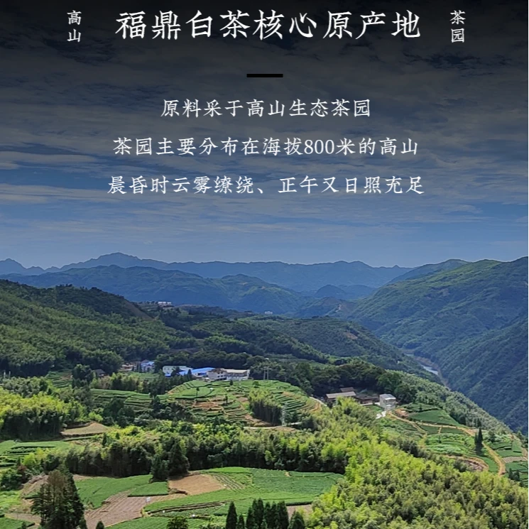 福鼎白茶 LXY 秦砖 750克