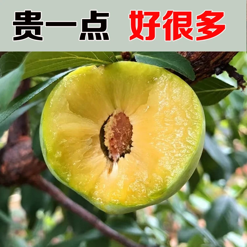 京东顺丰正宗汶川红脆李青脆李脱骨李脆甜李子现摘现发3斤5斤