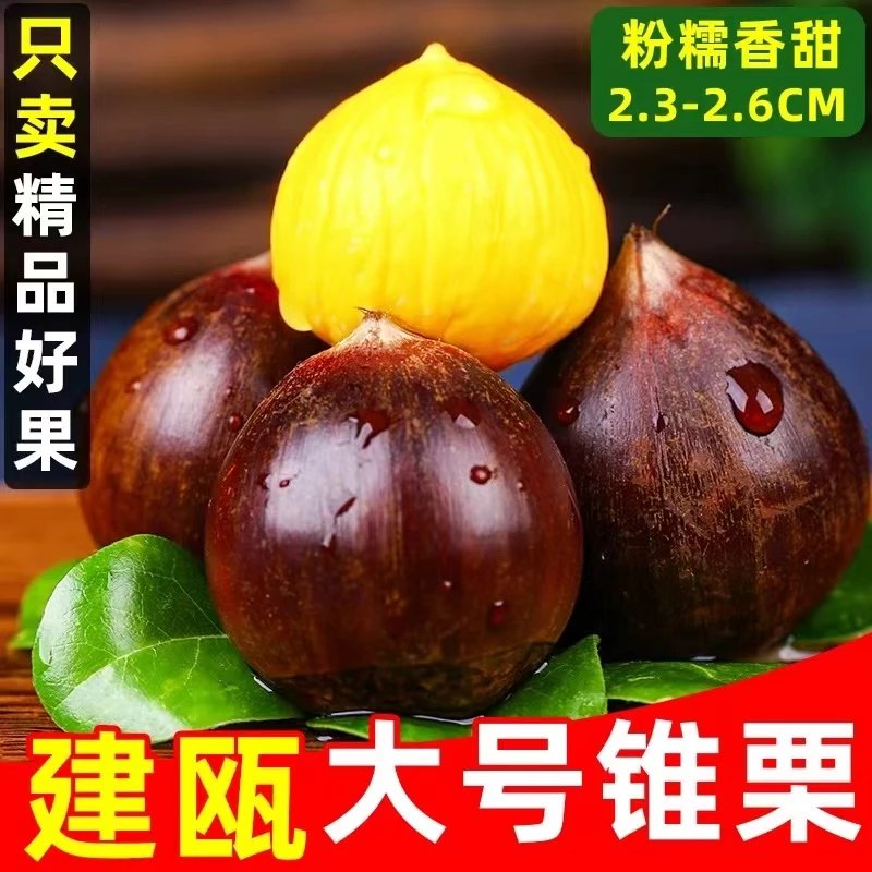 2024中秋高山锥栗新鲜板栗建瓯锥形饱满锥栗油栗农家现货栗子皮薄