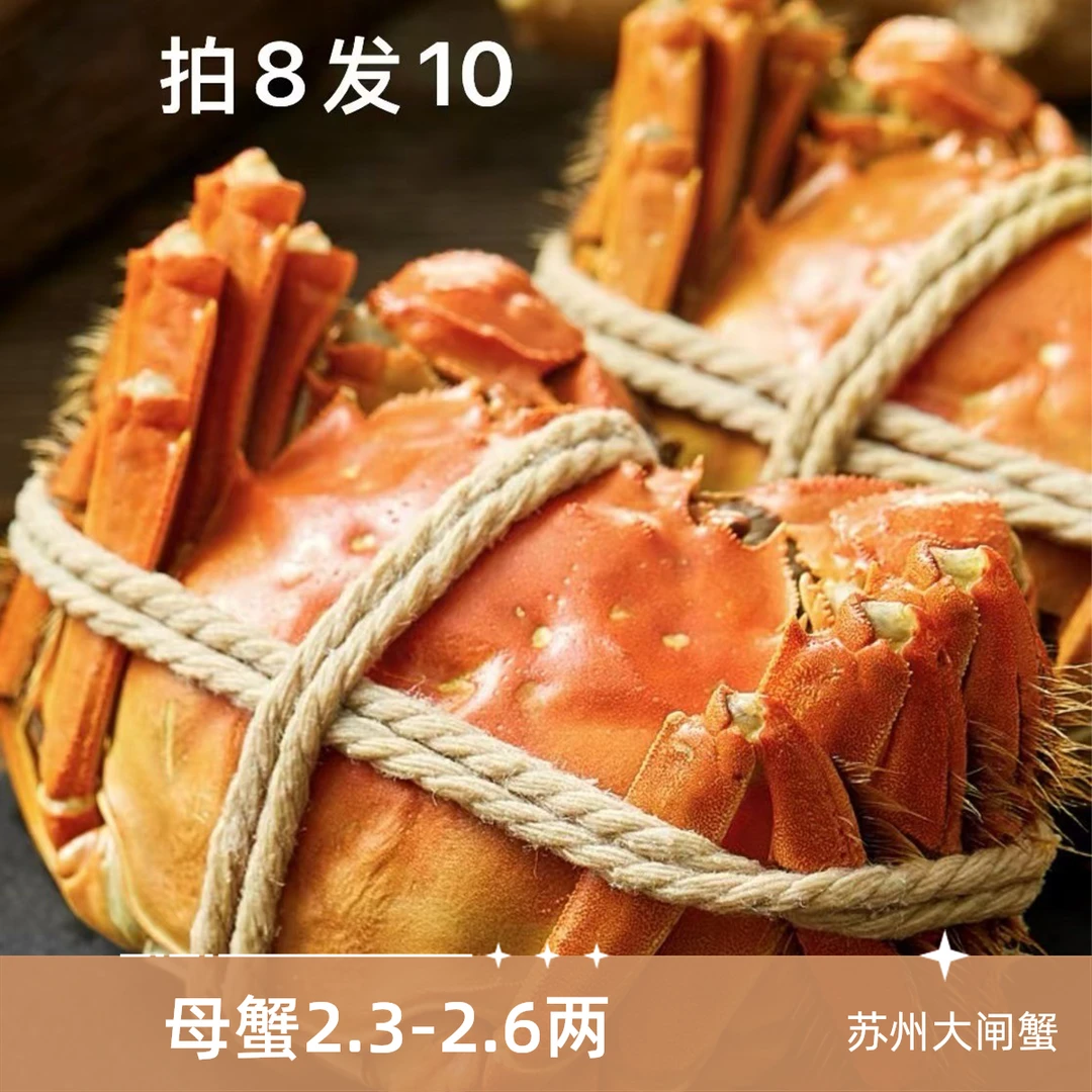 【活蟹】苏州大闸蟹全母蟹 2.3-2.6两 8只 礼盒装一款实惠的大闸蟹