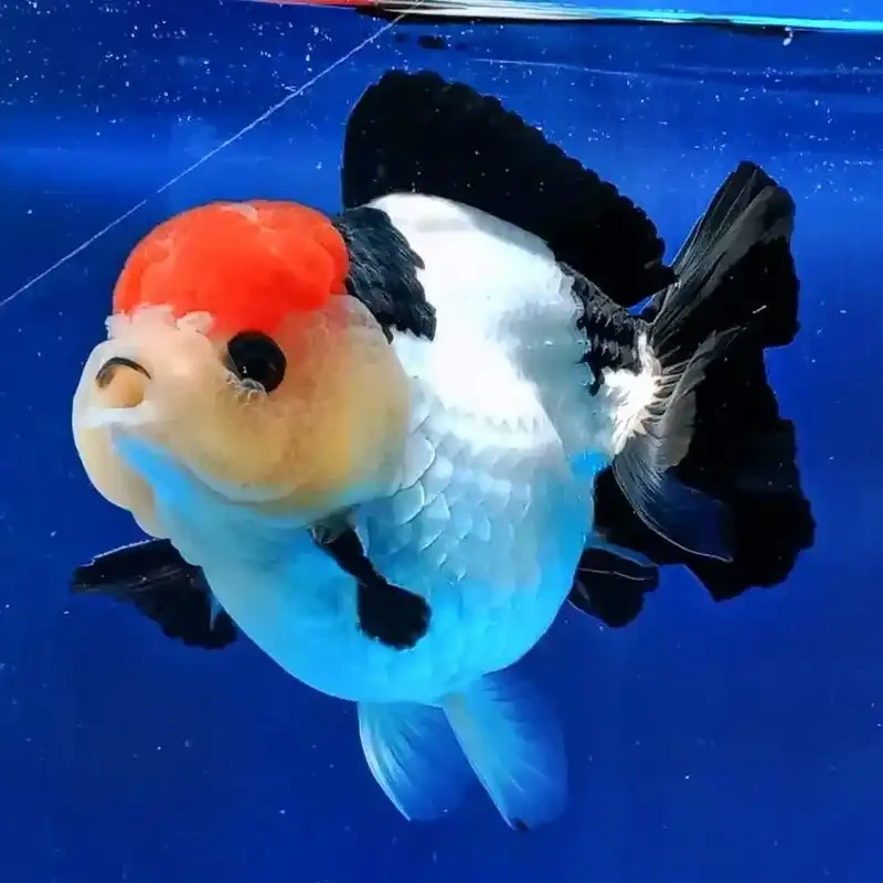 活体精品泰狮金鱼，自家渔场养殖观赏鱼（图片仅供参考）