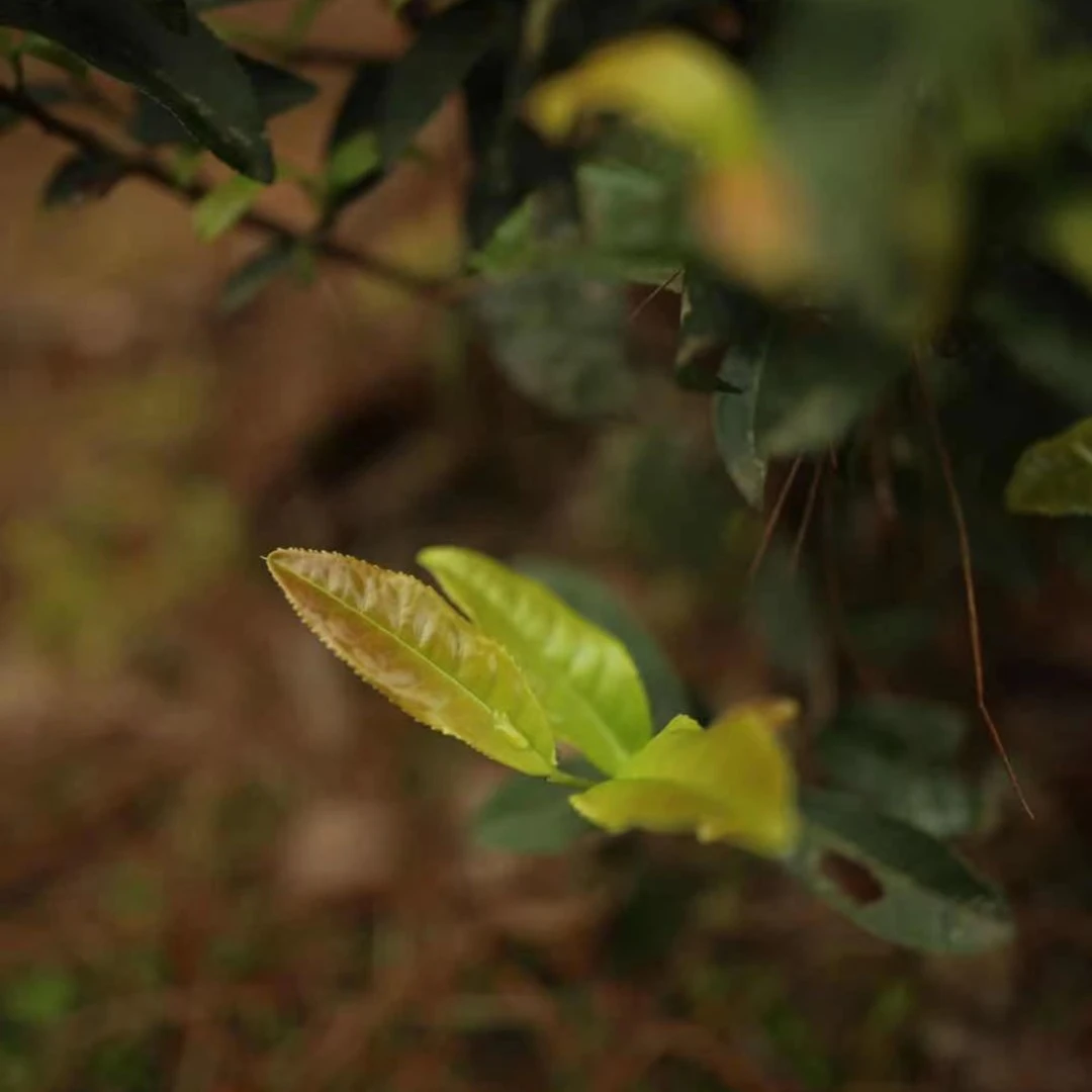 合合岩 2022【半天妖】*1泡阙帅手工稀缺名丛 武夷岩茶