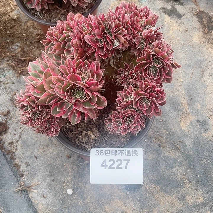 遗**舟4227，多肉法师女神缀