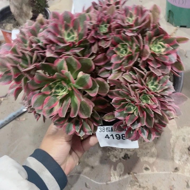 4198，多肉法师缀满25发货