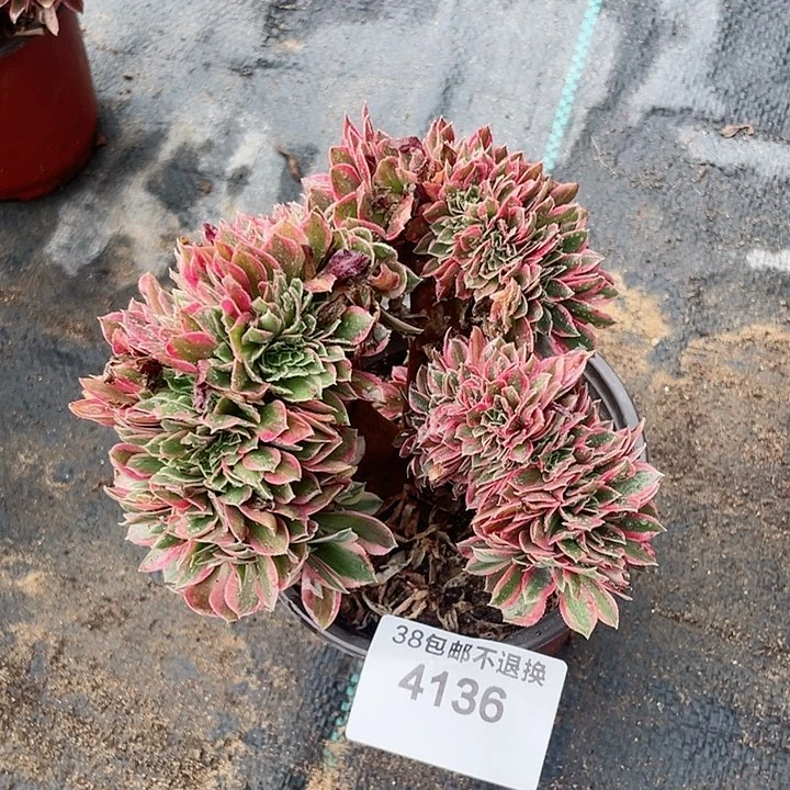 4136，满25发货女神缀