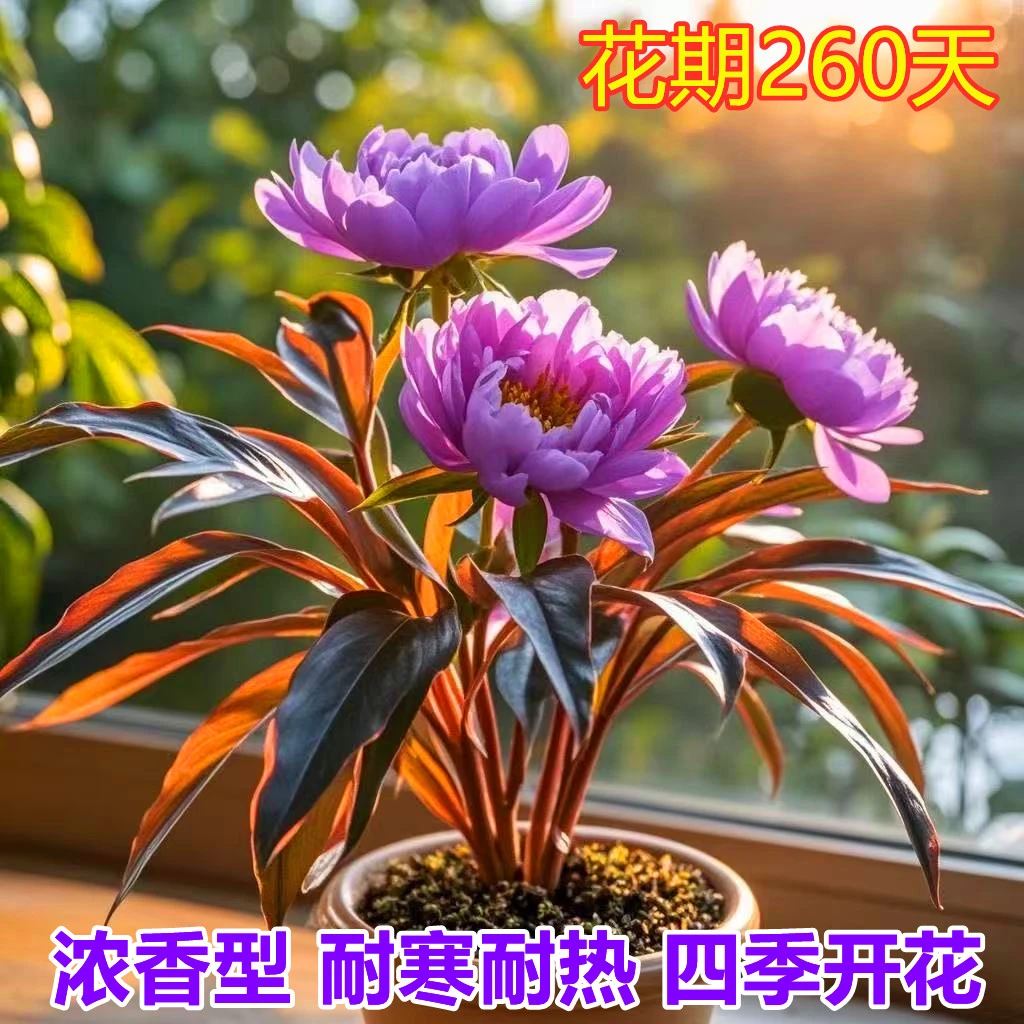 新品清香玉球根驱蚊虫四季开花重瓣花浓香型花卉盆栽绿植花卉大全