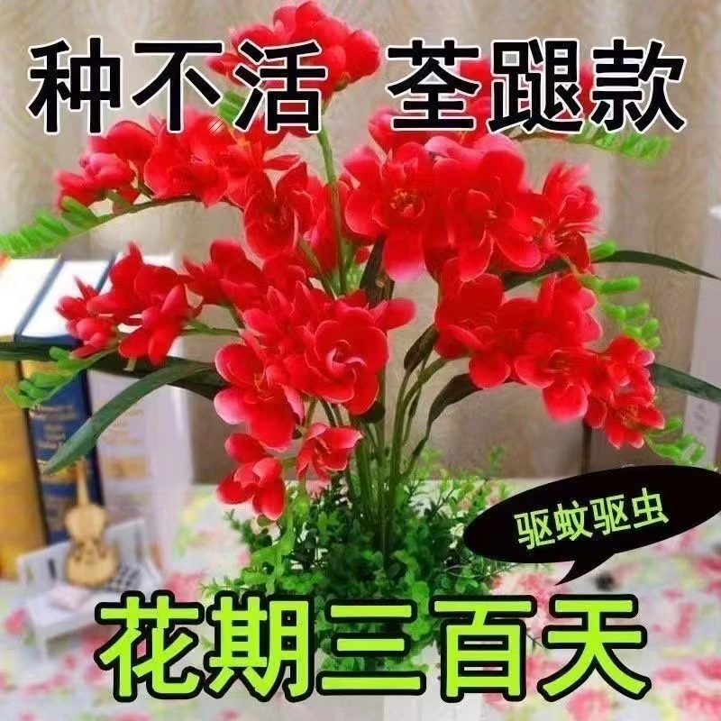 【耐寒】重瓣晚香玉盆栽花卉浓香型庭院室内耐寒耐旱植物当年开花