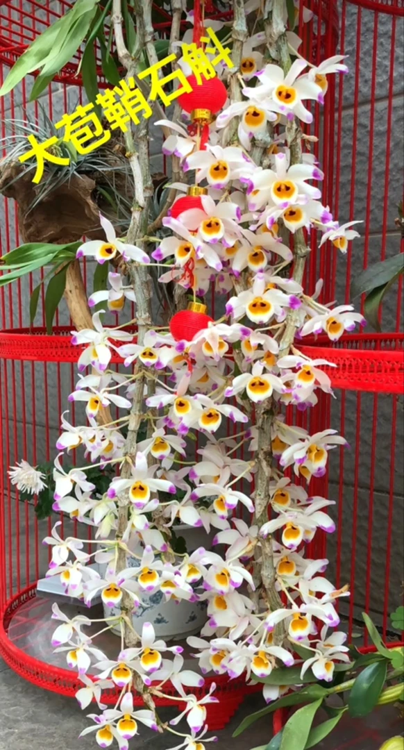 2号链接石斛花卉一物一拍