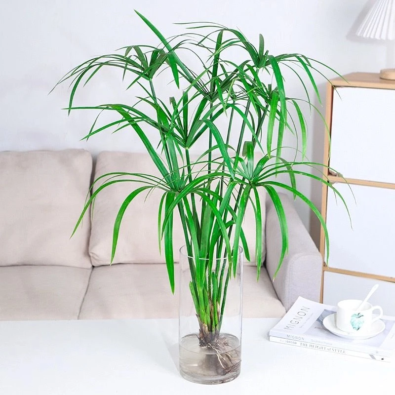 水竹风车草水生水培植物龟水竹盆栽水棕竹鱼缸水池塘造景旱伞草