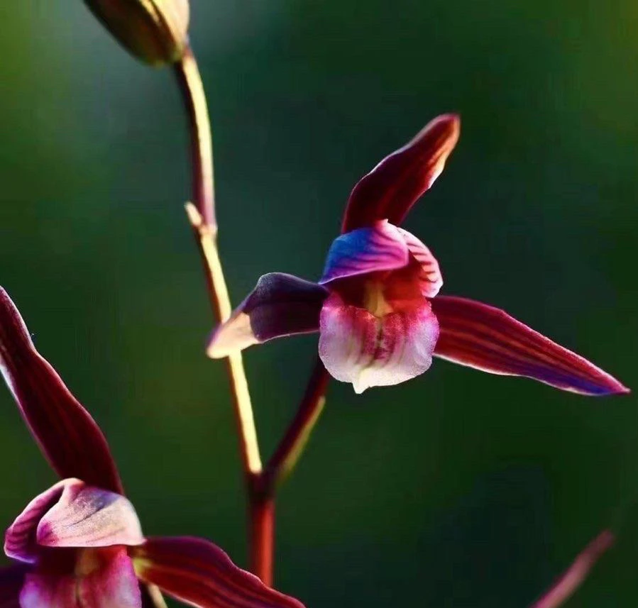 兰花，办公室绿植小盆栽，直播间专拍