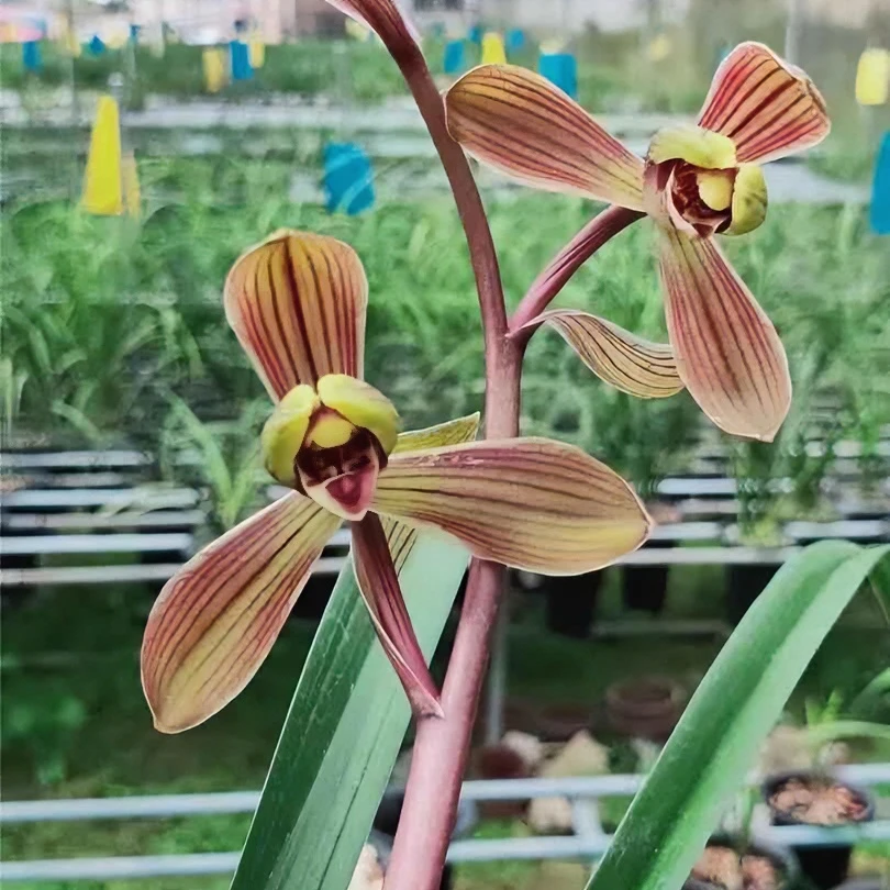 兰花直播间兰花选苗春兰建兰墨兰《绿植花卉盆栽》粉色黄色美观花开