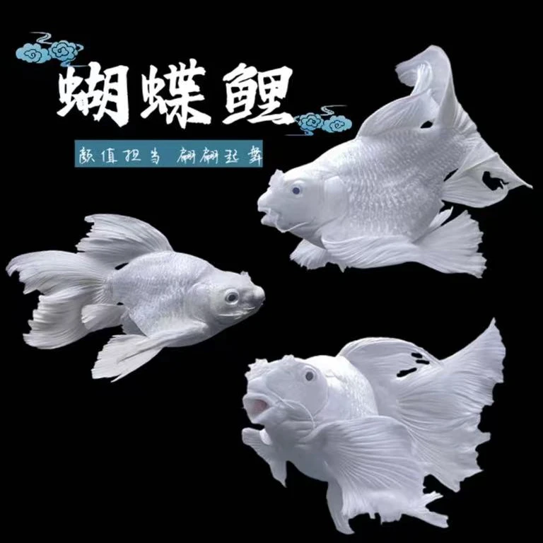【24-26公分】白色蝴蝶鲤球体狮头贵妃观赏鱼大鳍大尾顺丰包邮