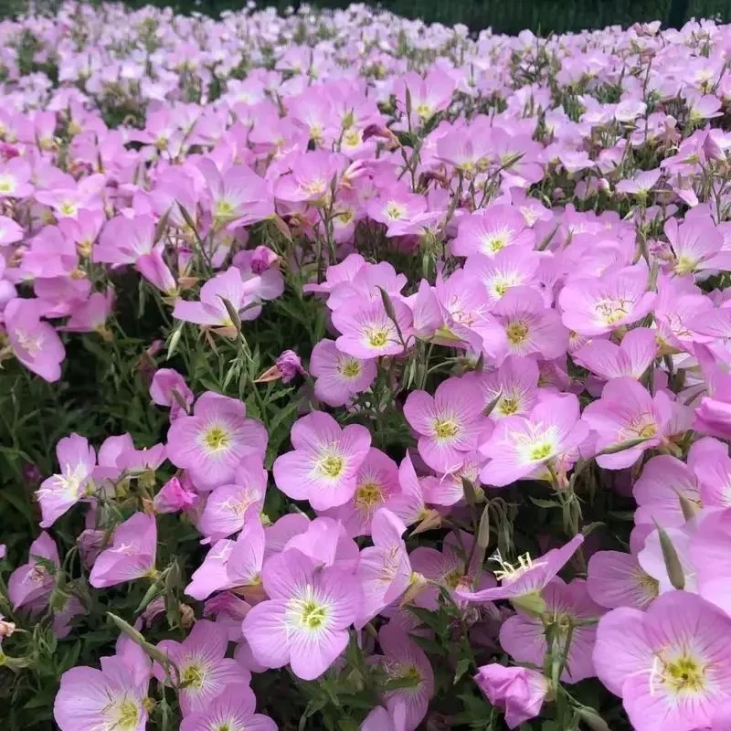 五彩美丽月见草花种子四季播种开花种籽野花种子易活庭院室外阳台