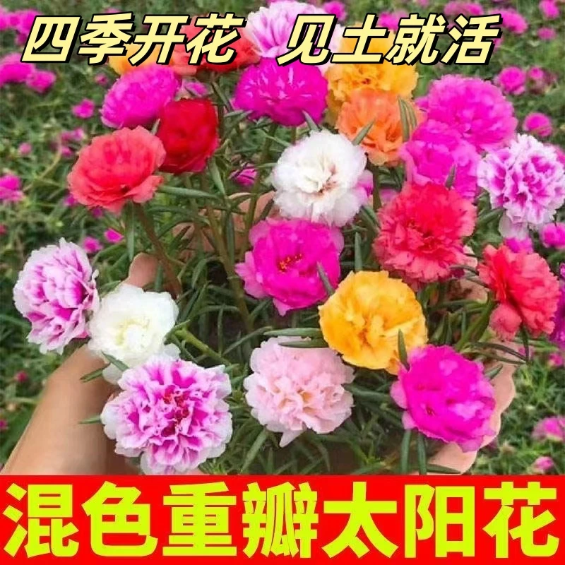 重瓣太阳花种孑小雏菊花种籽子室内外观花卉植物花籽四季播种开花