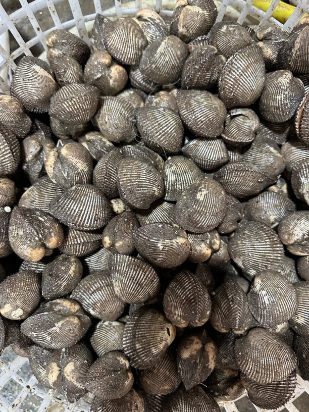 小刺贝冷藏发货可做刺身【途中或有碎壳介意勿拍】