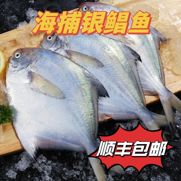 【新粉送2斤】海捕银鲳鱼 中号款 锁鲜发货 拍3斤送2斤 到手5斤