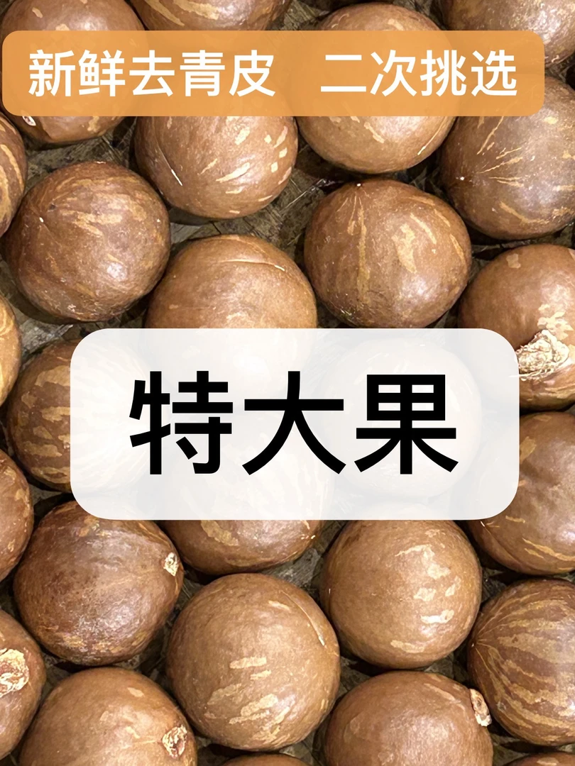 云南高山新鲜去青皮未开口夏威夷果（特大果）