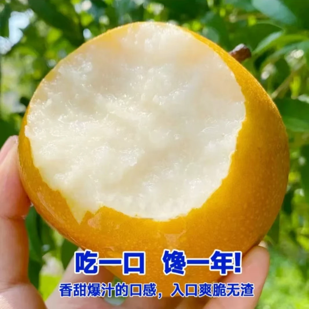 【保真！】正宗山东秋月梨4.5斤9斤水果礼盒整箱新鲜水果包邮
