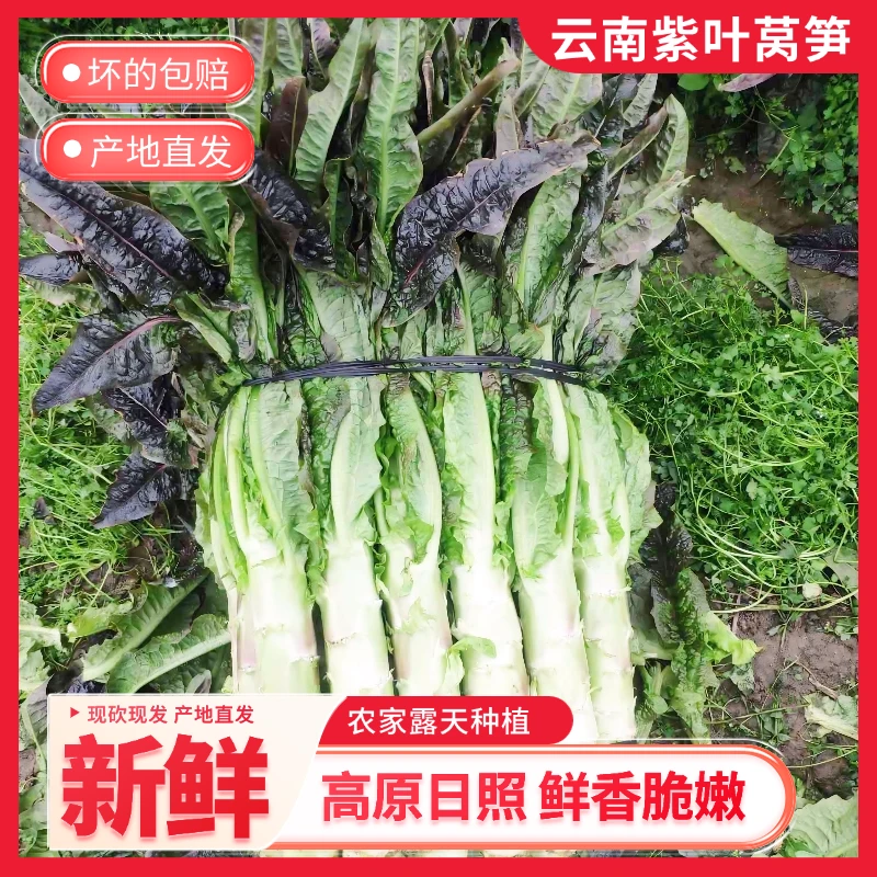 【紫叶香莴笋】云南高山莴笋莴苣当季新鲜火锅时令蔬菜农家5斤/9斤