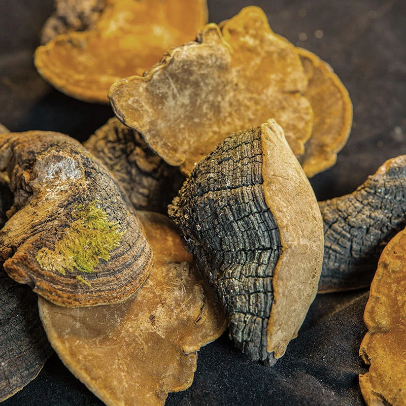 【西藏大桑黄】桑黄 大自然食用500g