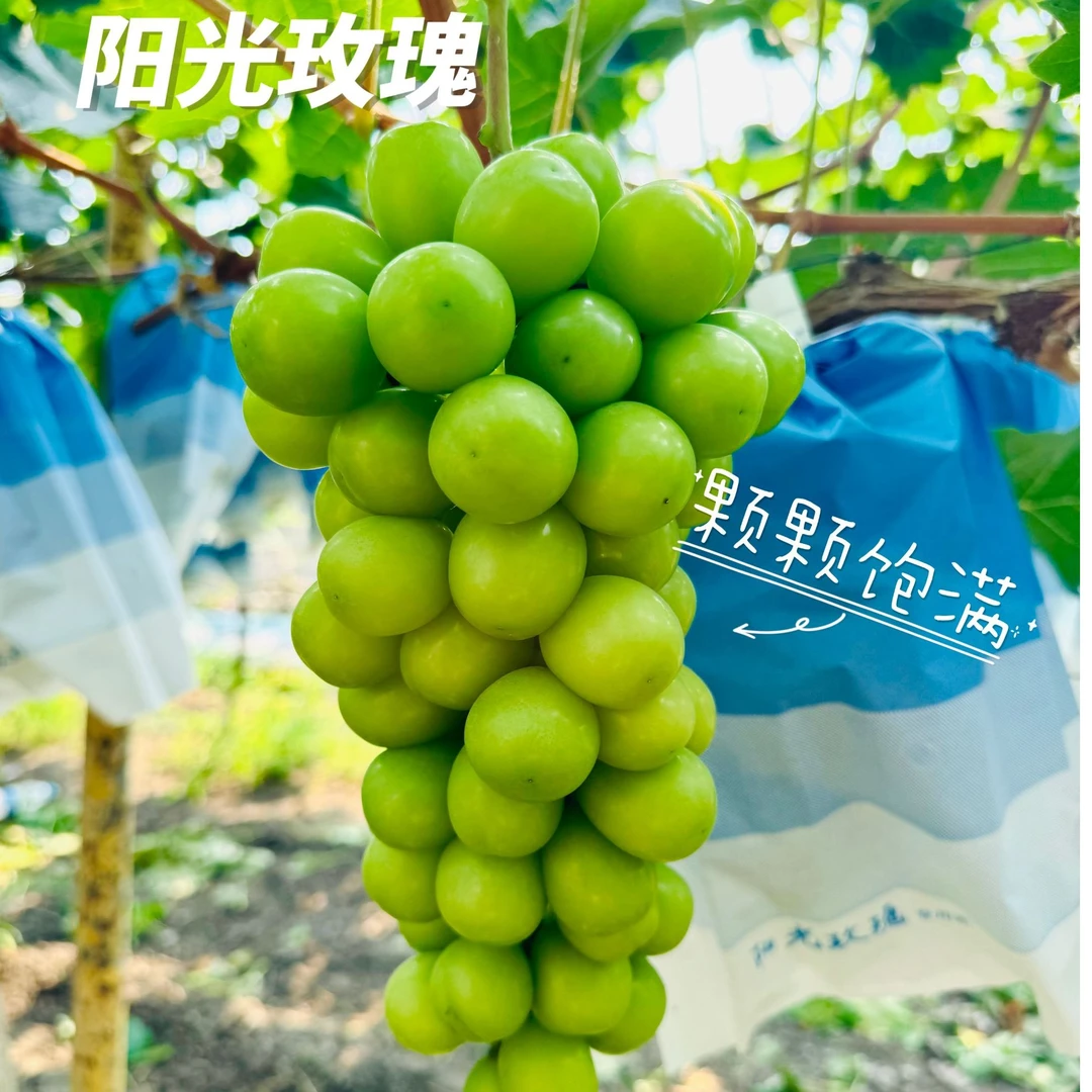【京津冀】顺丰包邮 天津本地阳光玫瑰 清甜爽口 颗颗饱满 净果4斤