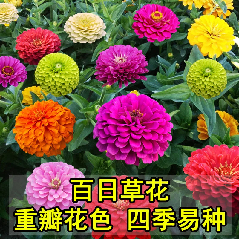 百日草花种子四季种植百日菊多年生耐寒花期长草本花种子花色艳丽