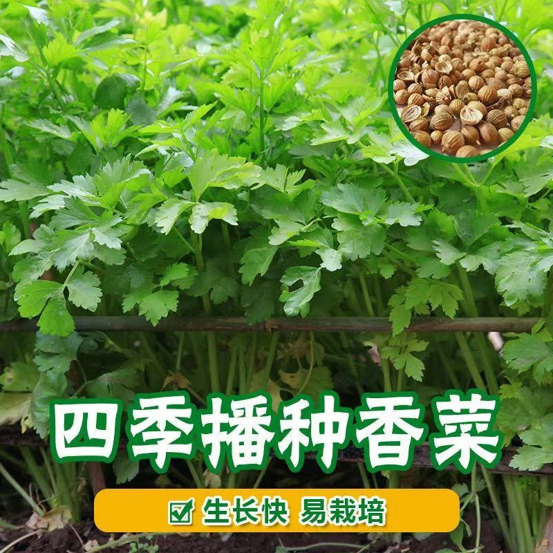 大叶香菜种子优质种子耐热耐抽薹春秋四季蔬菜盆栽种菜