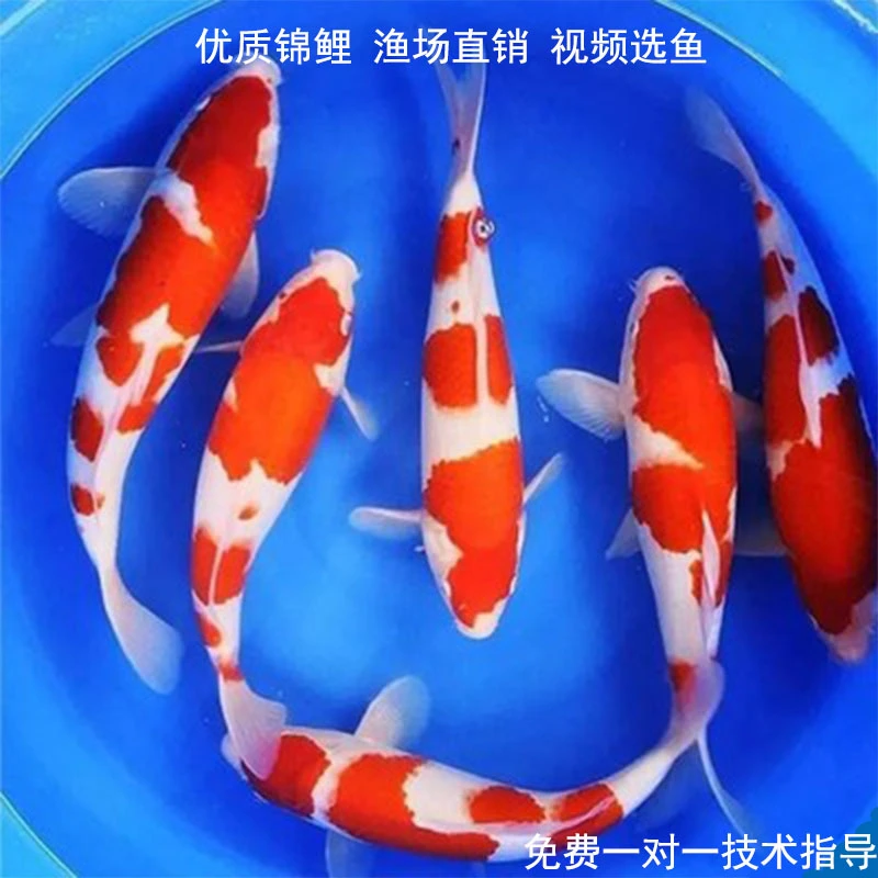 精品日本纯种锦鲤活鱼红白昭和三色混养观赏鱼冷水淡水鱼好养耐活