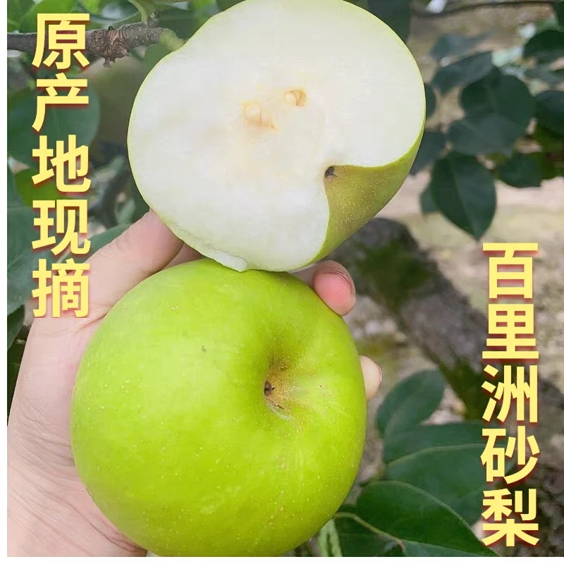 【正宗百里洲青皮翠冠砂梨】试吃装（单果净重150g-200g）