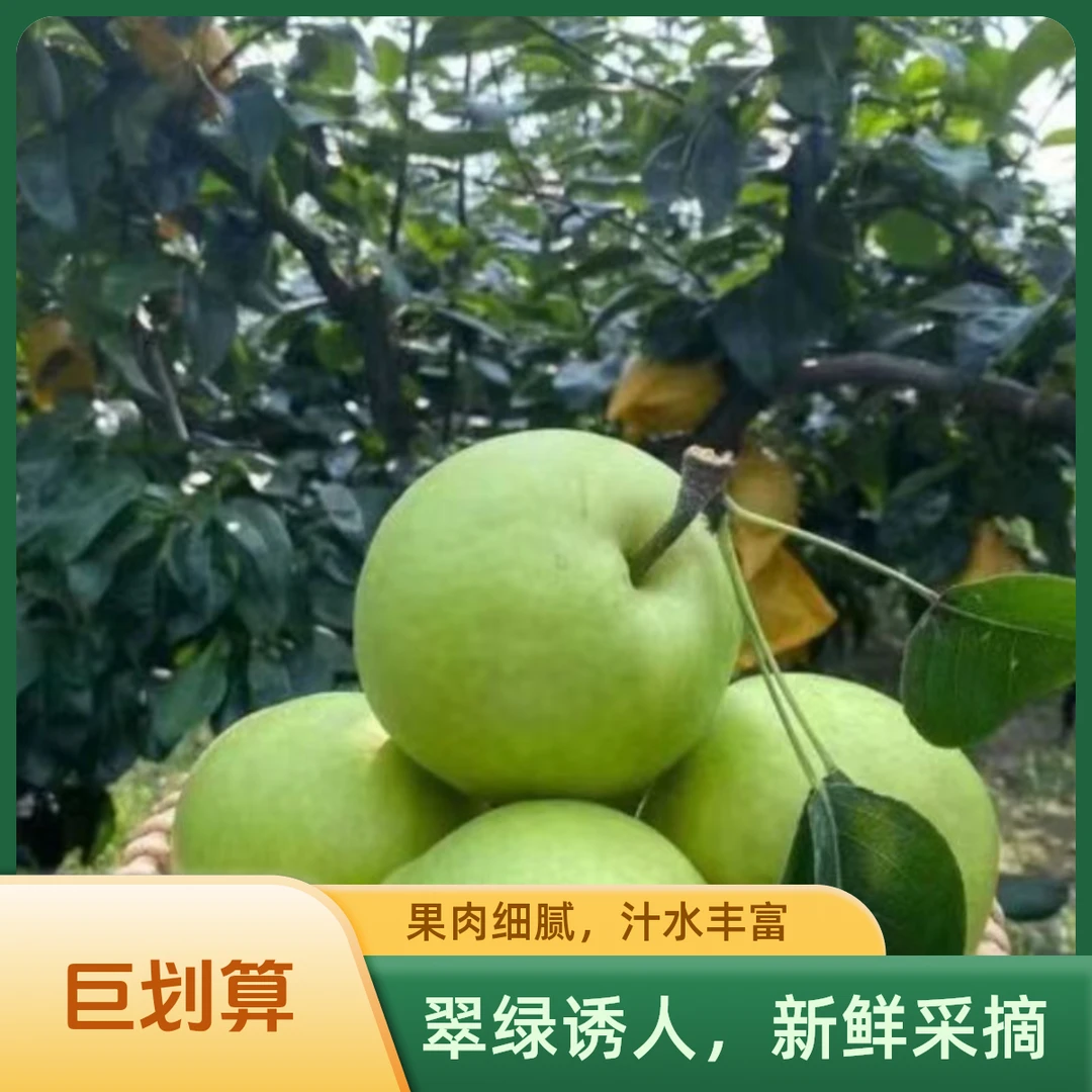 苏北(苏翠壹号青皮梨)青皮白肉入口鲜甜化渣爆汁树上自然熟