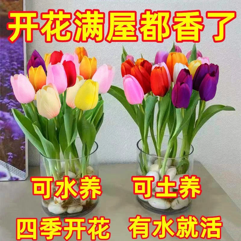 【四季开花】郁金香花苗盆栽水培土培花卉植物客厅绿植阳台养不死