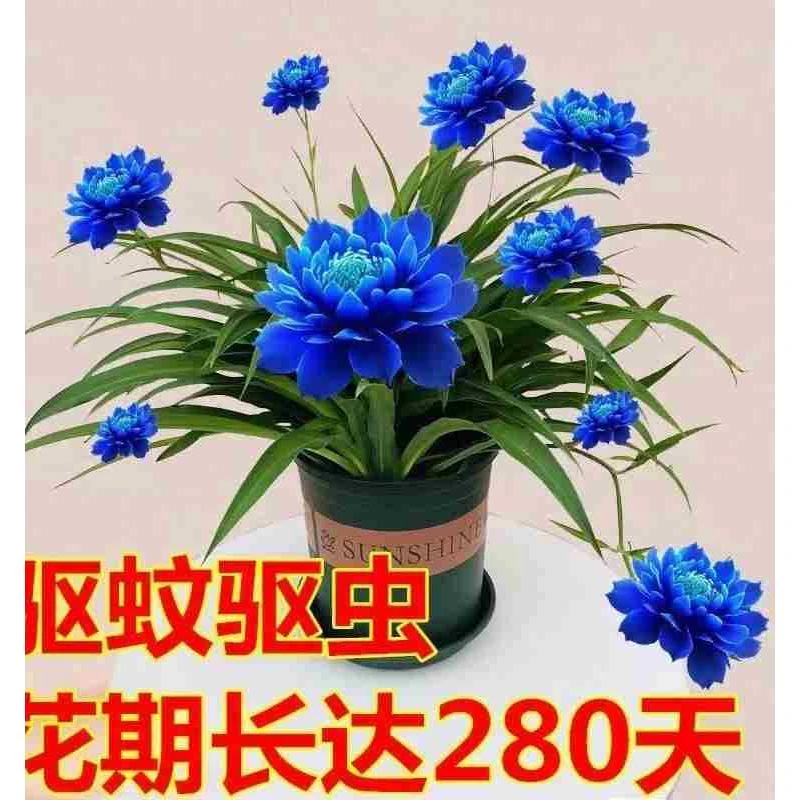 重瓣水培香水吊兰种球大花水培室内植物花种子籽子四季播种开花