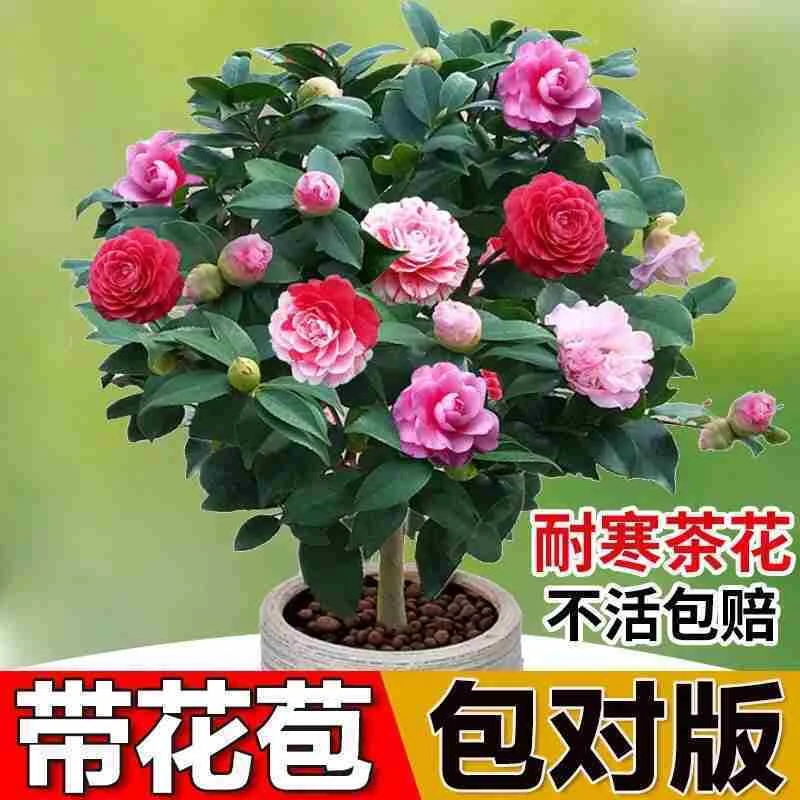 重瓣山茶花苗五色赤丹四季香妃树茶花树苗盆栽花卉植物庭院室内室