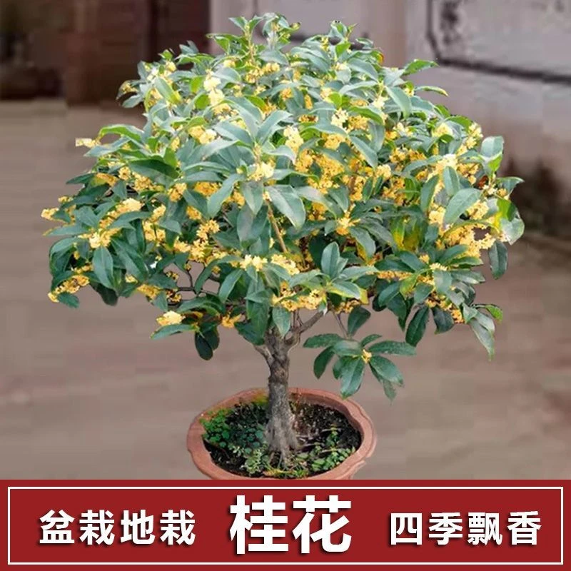 【20天开花】四季桂花树苗盆栽金桂树阳台好养花卉大全吸甲醛绿植