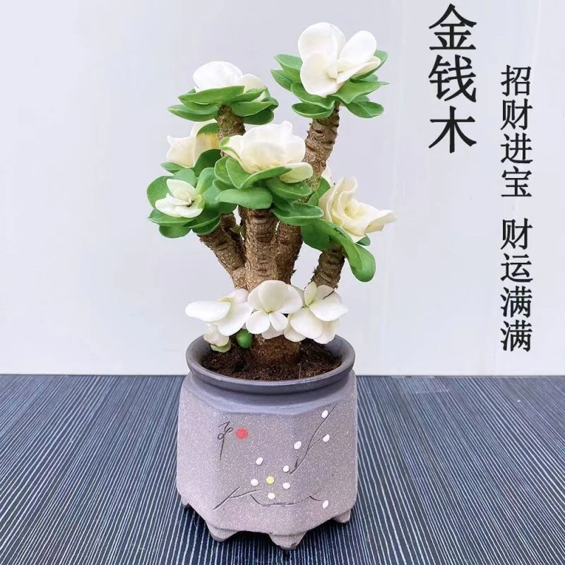 招财树金钱木室内盆栽绿植桌面植物桌摆防辐射懒人盆景好养花卉大