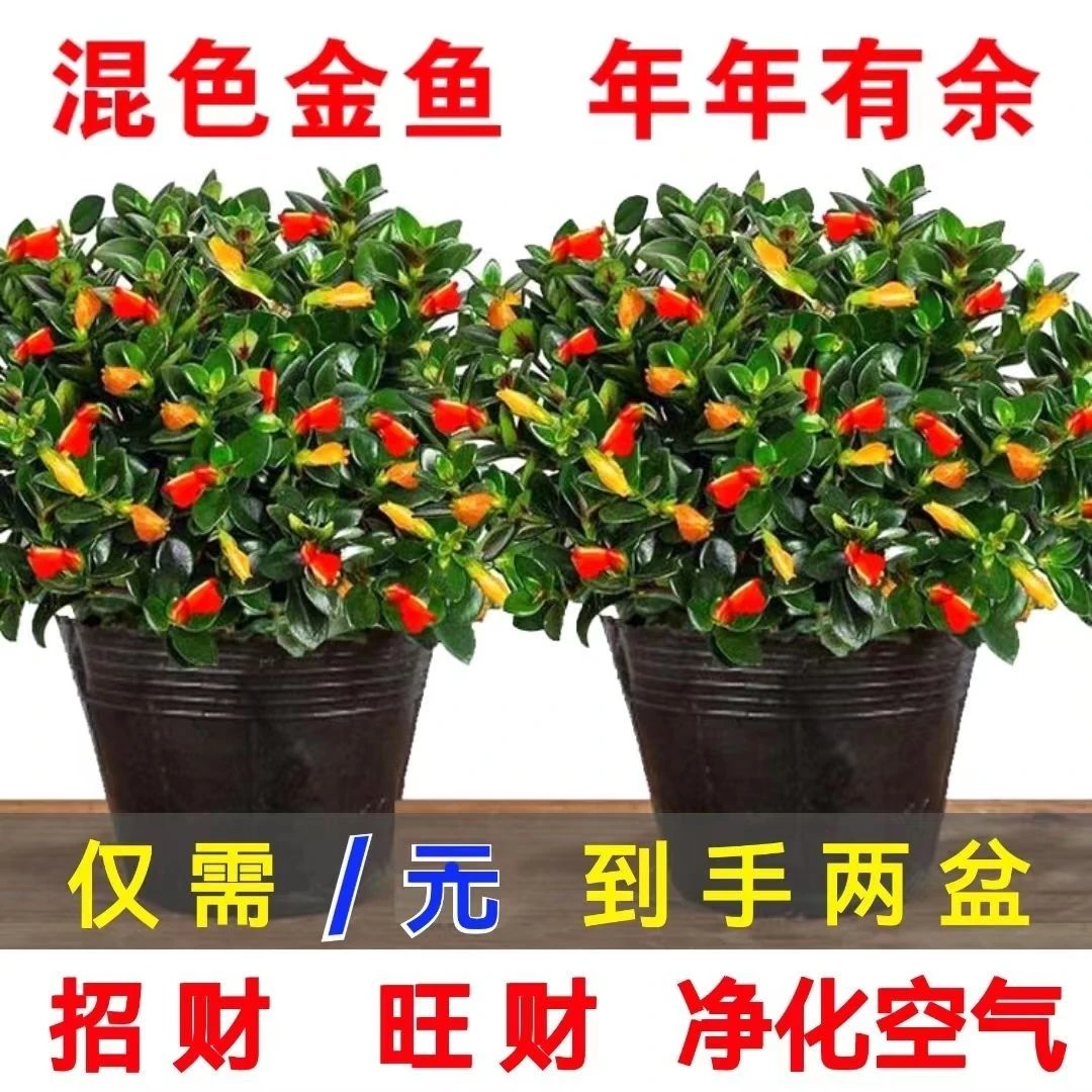 金鱼花吊兰耐寒耐热植物办公室内客厅花卉吸甲醛好养易活绿植盆栽