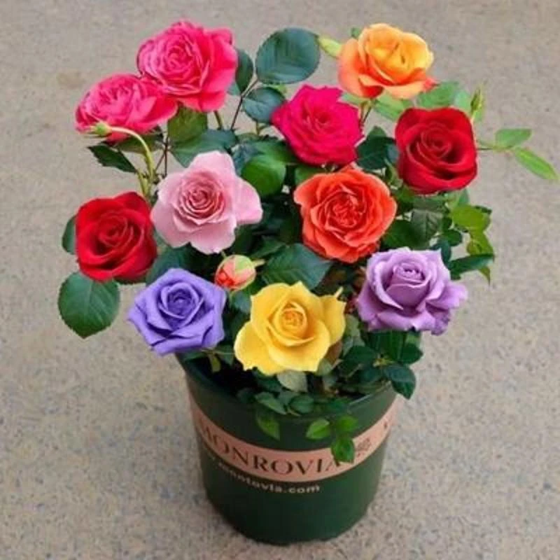 混色正宗玫瑰花苗老根四季开花盆栽浓香月季大花室内外绿植大盆栽