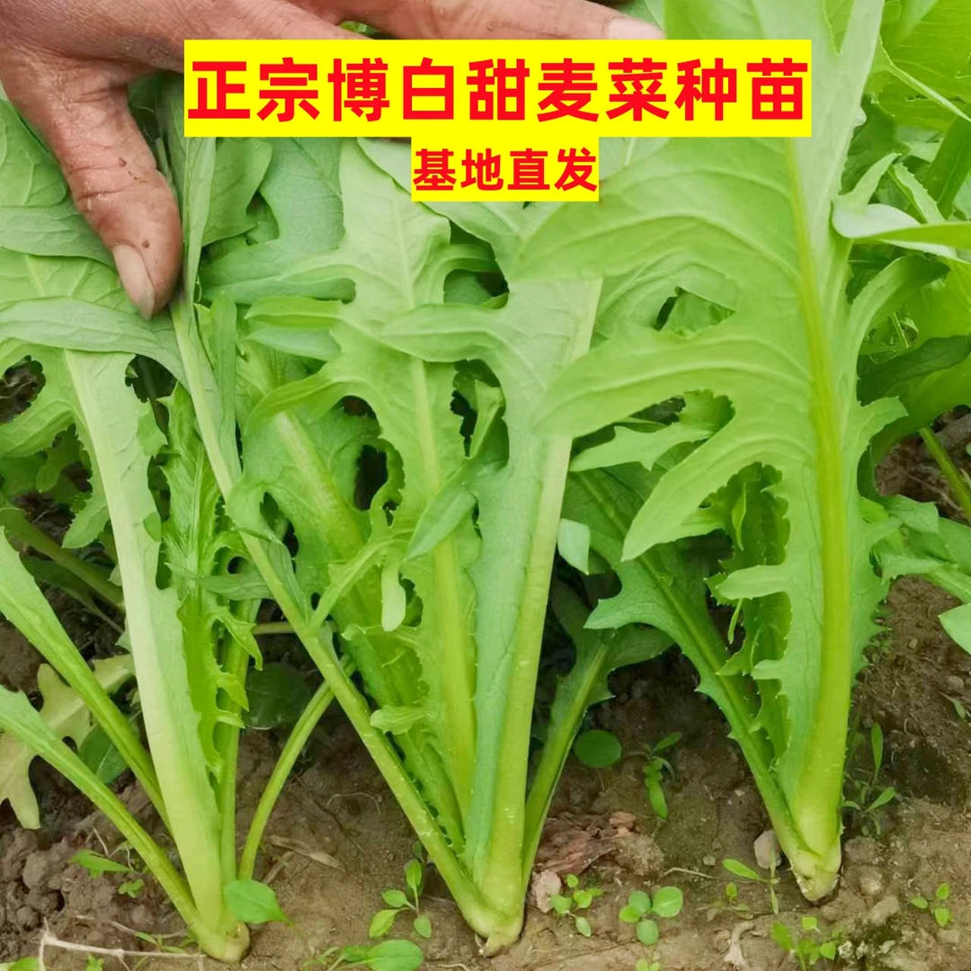 正宗博白甜麦菜秧苗易栽种基地直发可反复釆摘阳台盆栽花芽唛生长